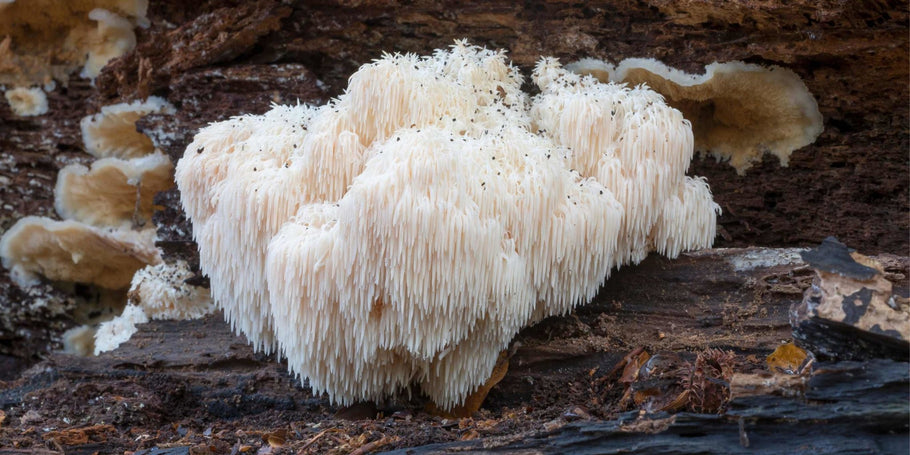 Lion's Mane UK